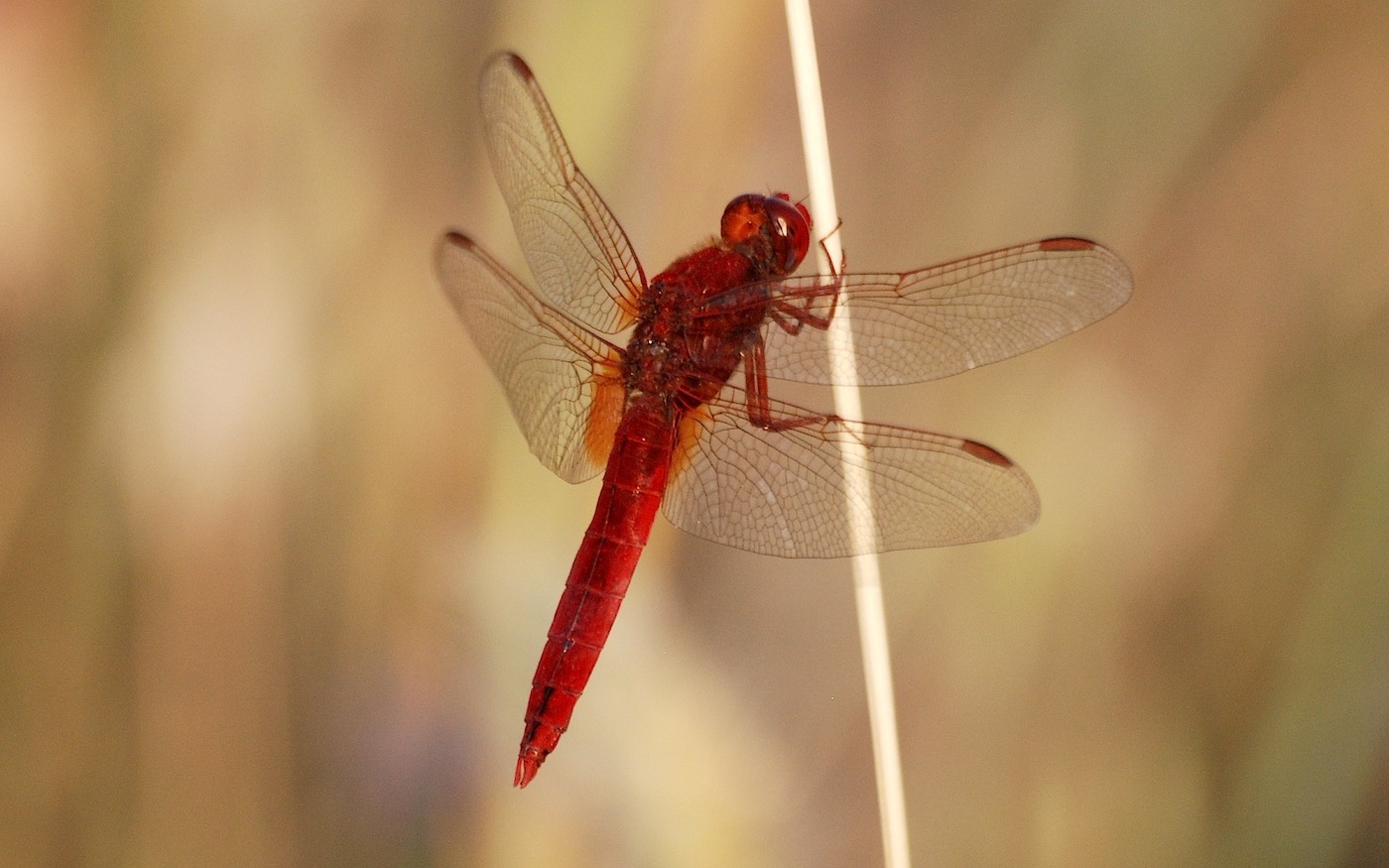 Parliamo di: Scheda Crocothemis erythraea